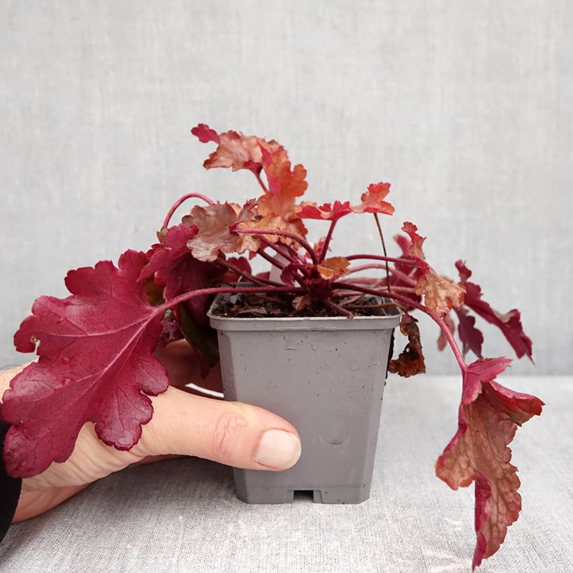 Heuchera Coral Sea 8/9 cm pot sample as delivered in autumn