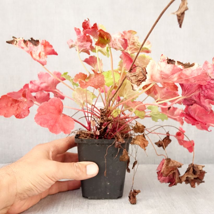 Heuchera Happy Flames 8/9 cm pot sample as delivered in autumn