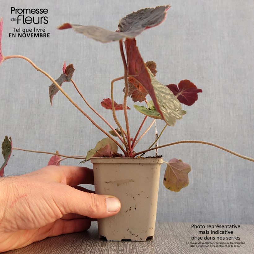 Heuchera XXL 8/9 cm pot sample as delivered in autumn