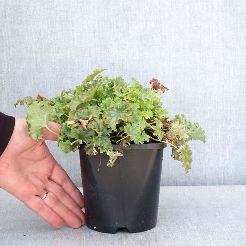 Heuchera hybrida Apple Crisp 1L/1.5L pot sample as delivered in spring