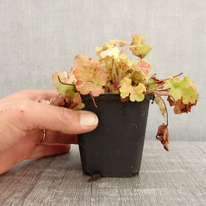 Heuchera (x) hybrida Apple Twist 8/9 cm pot sample as delivered in spring