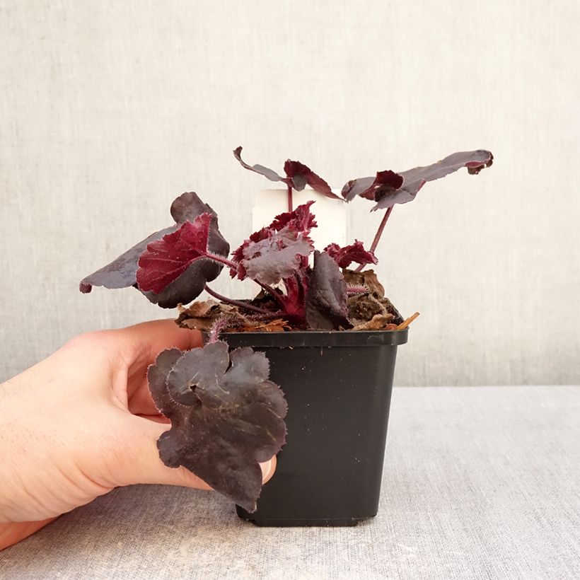 Heuchera Black Forest Cake 8/9 cm pot sample as delivered in winter