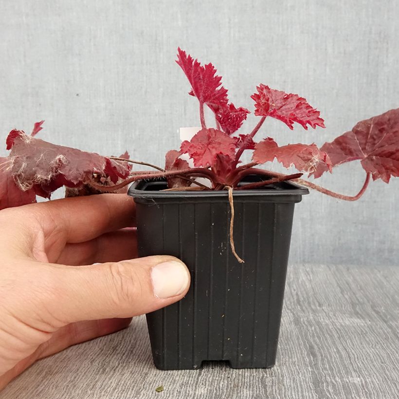 Heuchera Bloody Dinosaur 8/9 cm pot sample as delivered in spring