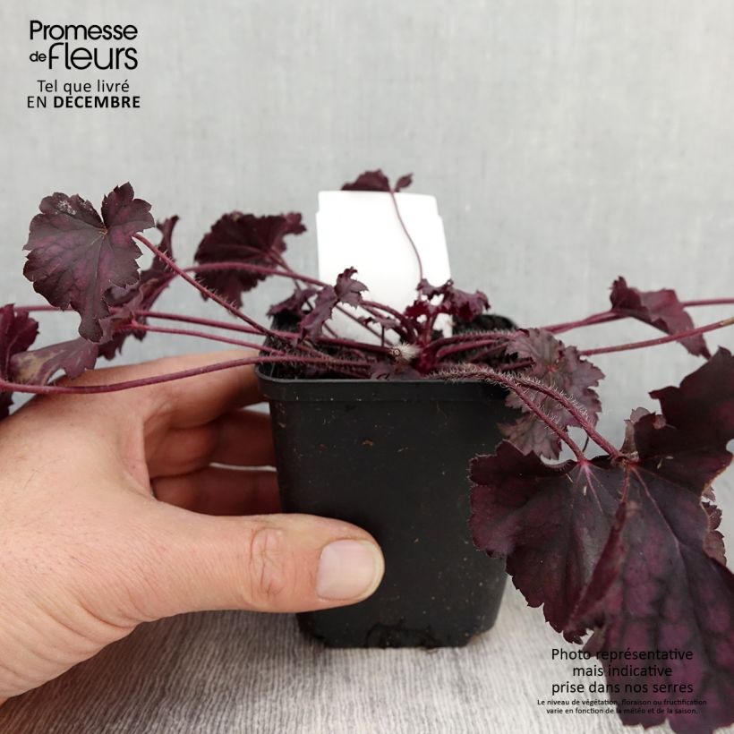 Heuchera hybrida Frosted Violet 8/9 cm pot sample as delivered in autumn