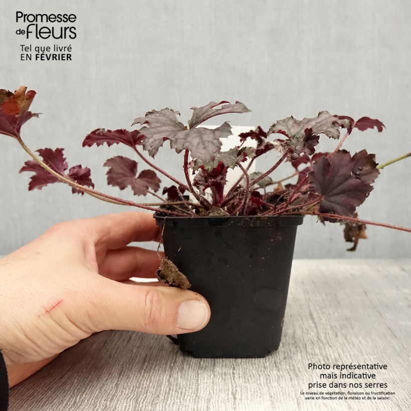 Heuchera hybrida Frosted Violet 8/9 cm pot sample as delivered in winter