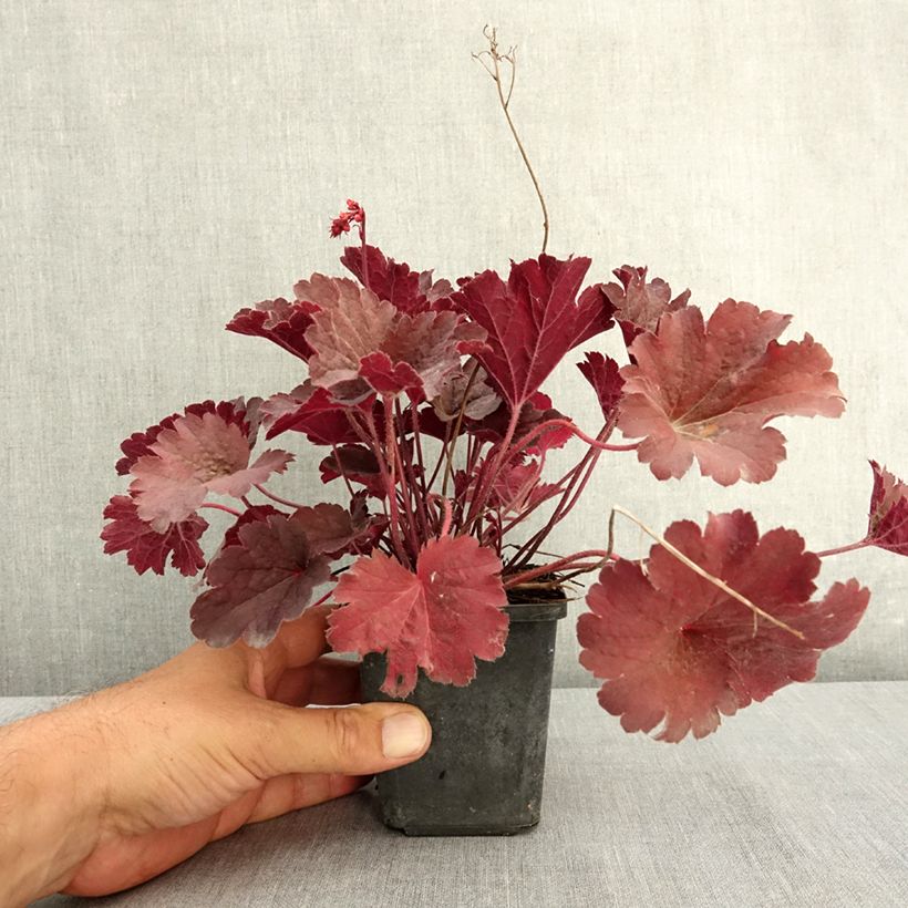 Heuchera Bella Notte 8/9 cm pot sample as delivered in summer