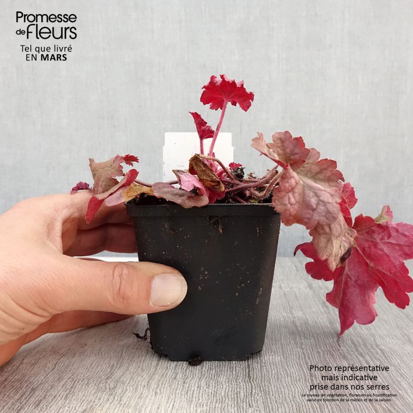 Heuchera Berry Smoothie 8/9 cm pot sample as delivered in spring