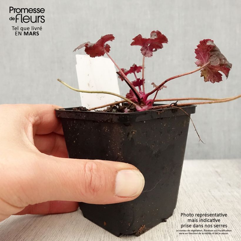 Heuchera villosa Black Pearl 8/9 cm pot sample as delivered in spring