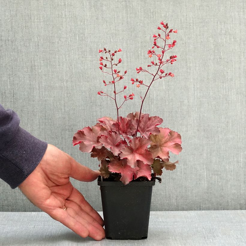 Heuchera Cherry Cola 8/9 cm pot sample as delivered in summer