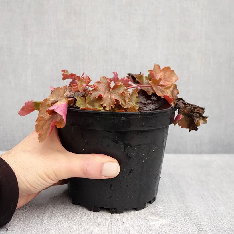 Heuchera Cherry Cola 1.5L/2L pot sample as delivered in autumn