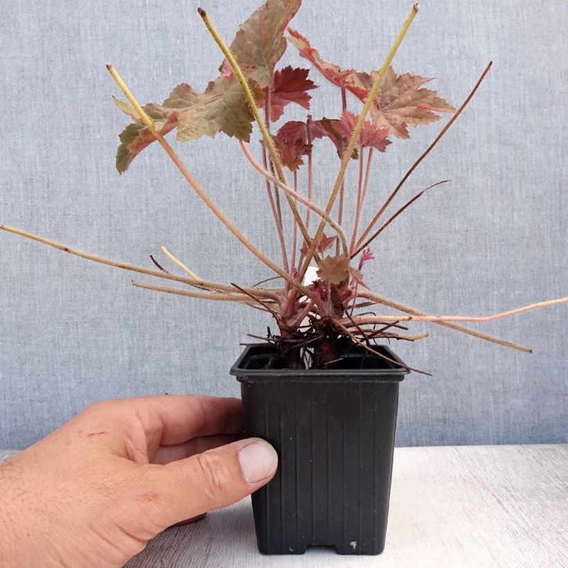 Heuchera Copper Dinosaur 8/9 cm pot sample as delivered in summer