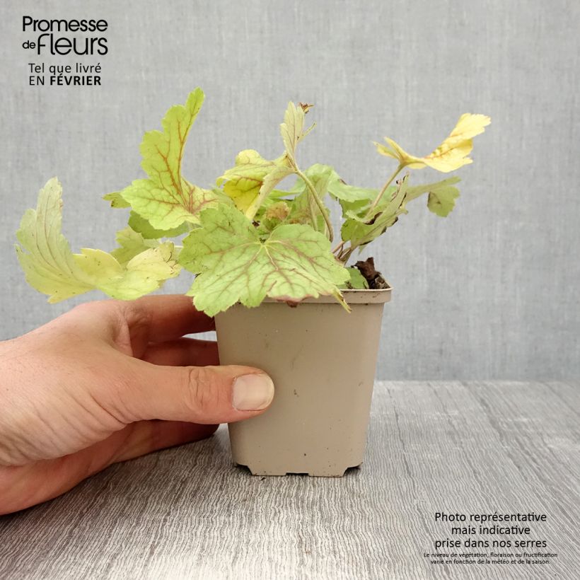 Heuchera Electric Lime 8/9 cm pot sample as delivered in winter