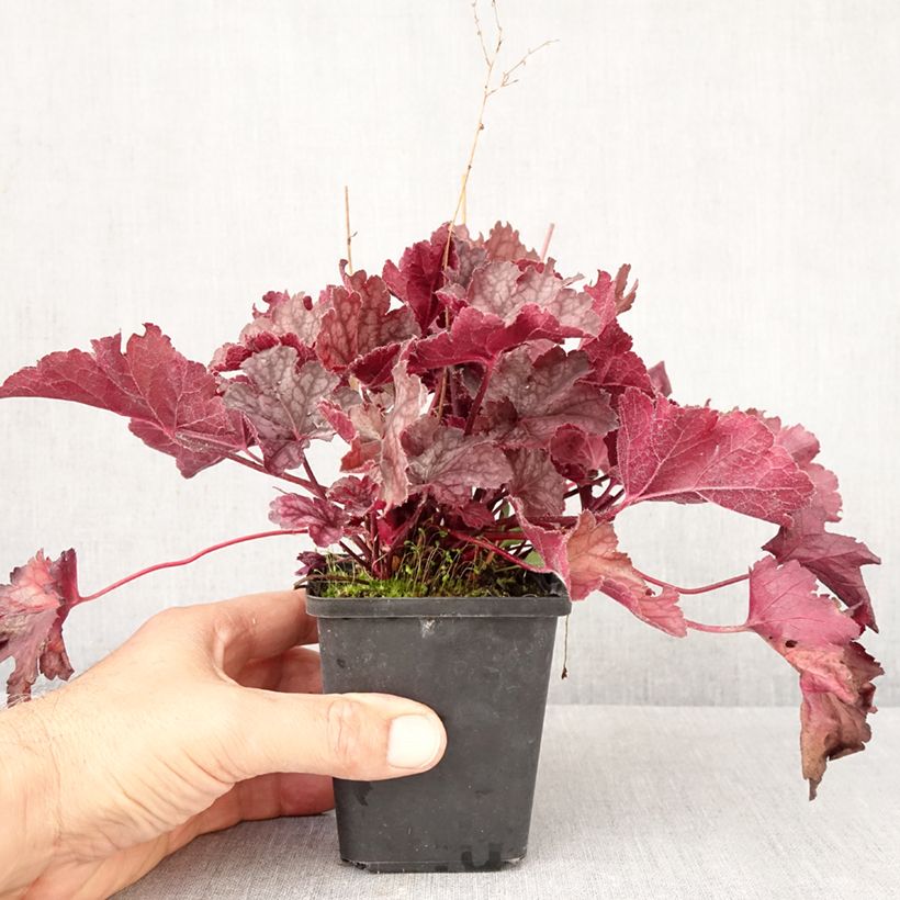 Heuchera Flower Power 8/9 cm pot sample as delivered in autumn