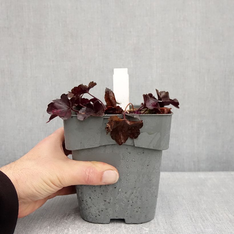 Heuchera Forever Purple 1.5L/2L pot sample as delivered in autumn