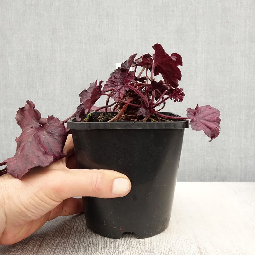 Heuchera Forever Purple 1.5L/2L pot sample as delivered in spring