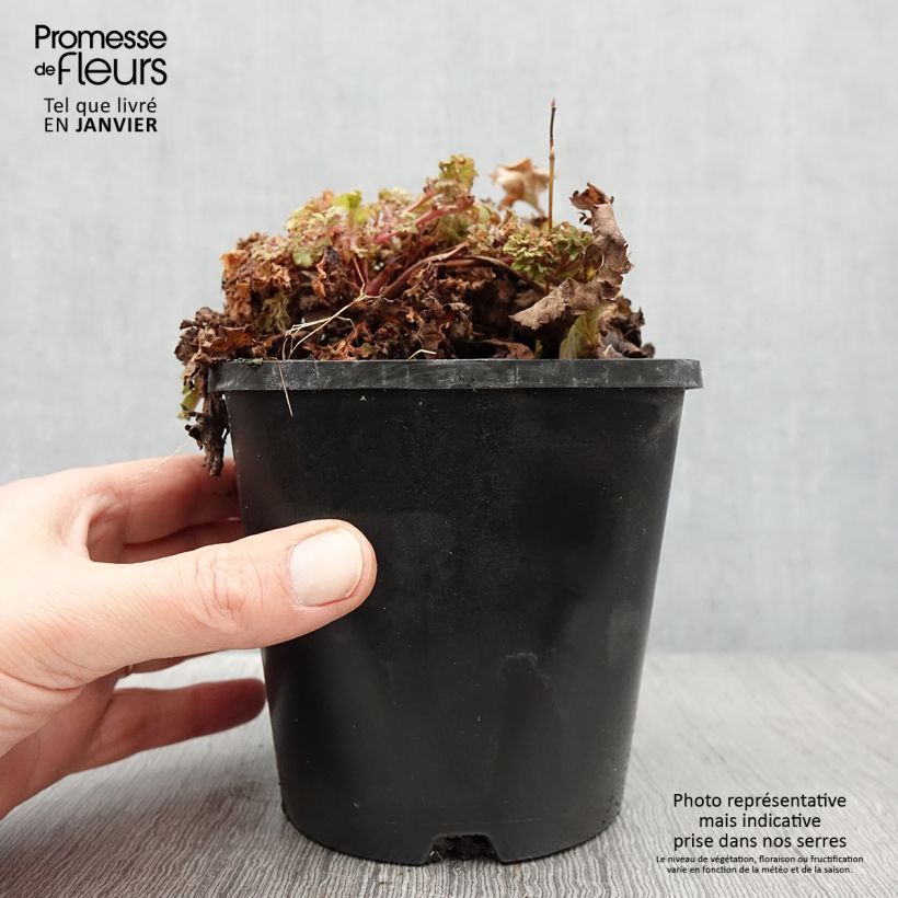 Heuchera hybrida Frilly 1.5L/2L pot sample as delivered in winter