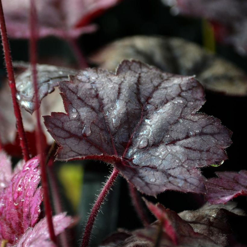 Heuchera Georgia Plum (Foliage)