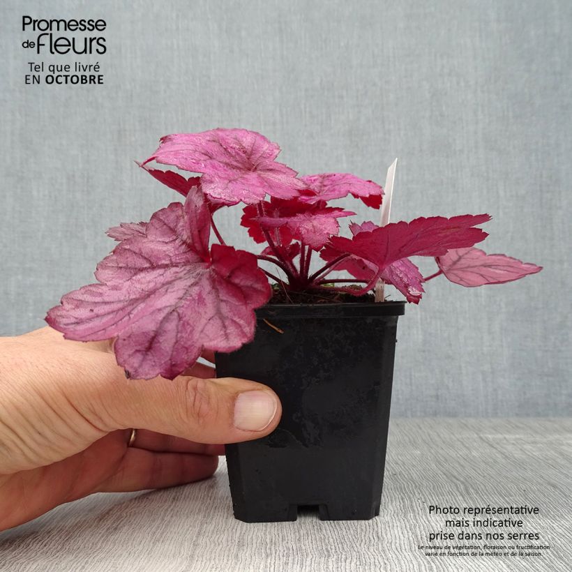 Heuchera Georgia Plum 8/9 cm pot sample as delivered in autumn