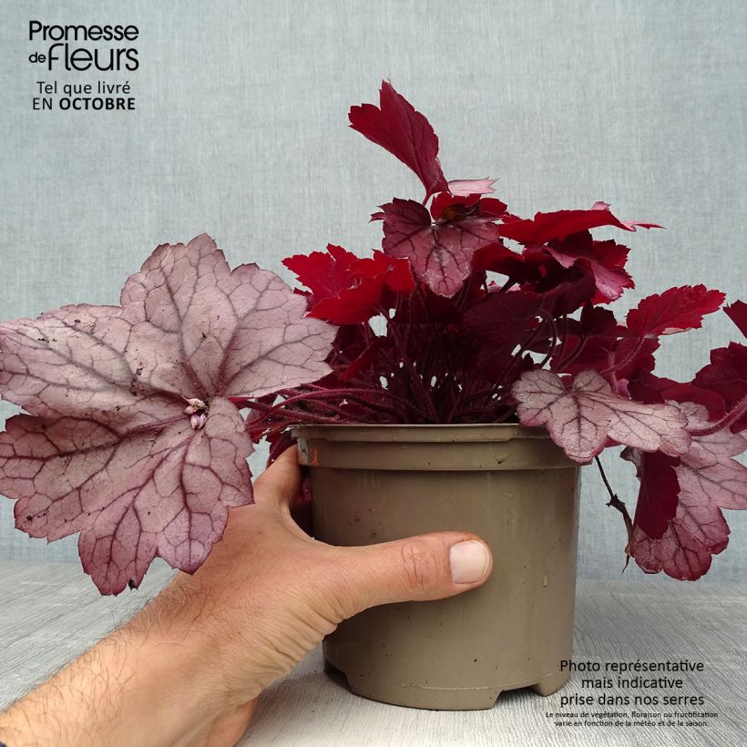 Heuchera Georgia Plum 2L/3L pot sample as delivered in autumn