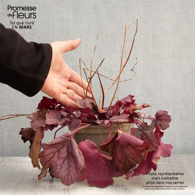 Heuchera Georgia Plum 2L/3L pot sample as delivered in spring