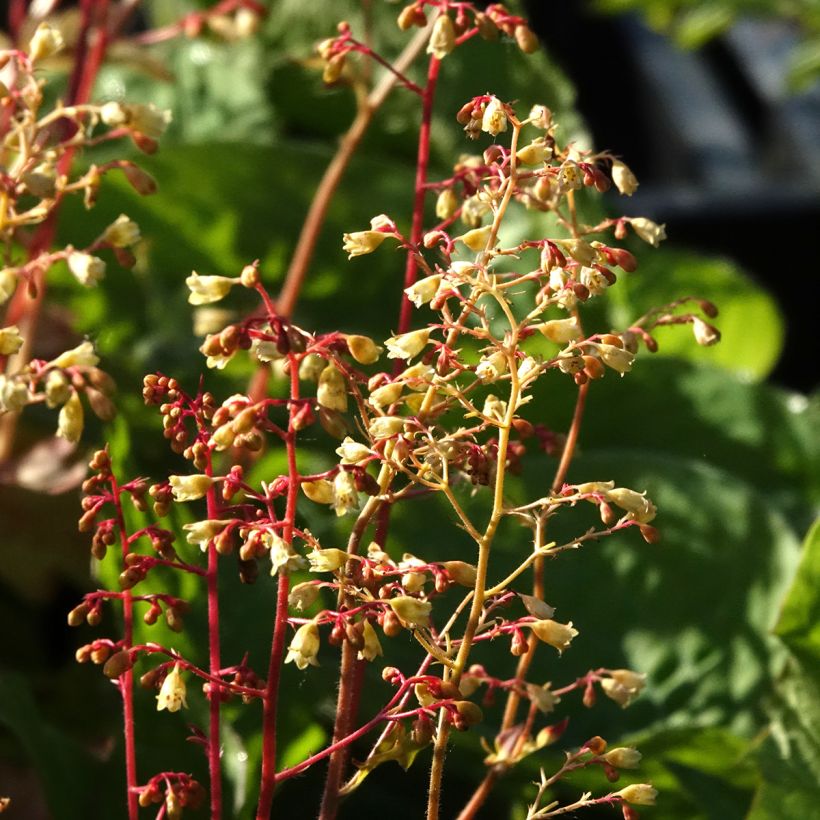 Heuchera Ginger Ale (Flowering)