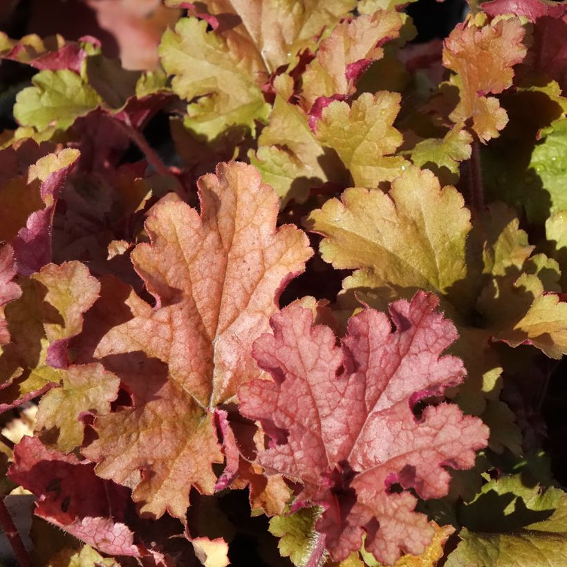 Heuchera Ginger Peach (Foliage)