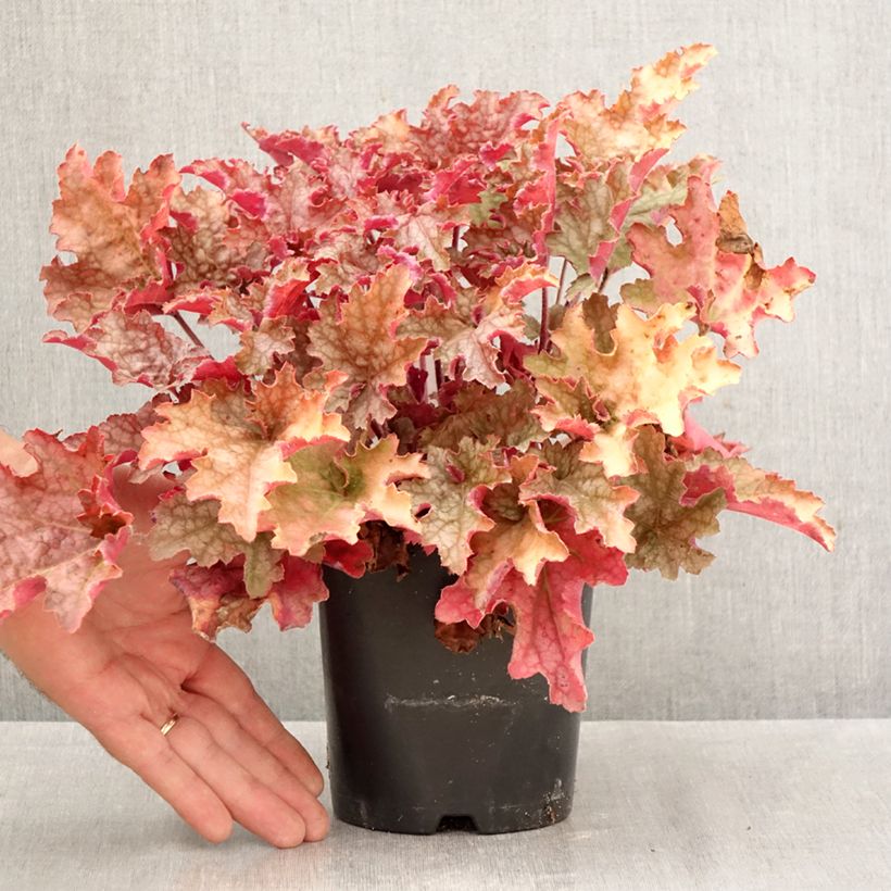 Heuchera Ginger Peach 1L/1.5L pot sample as delivered in autumn
