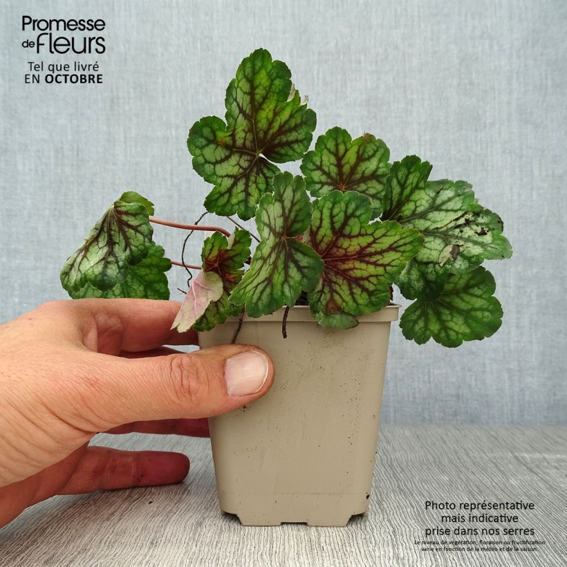 Heuchera Green Spice 8/9 cm pot sample as delivered in autumn