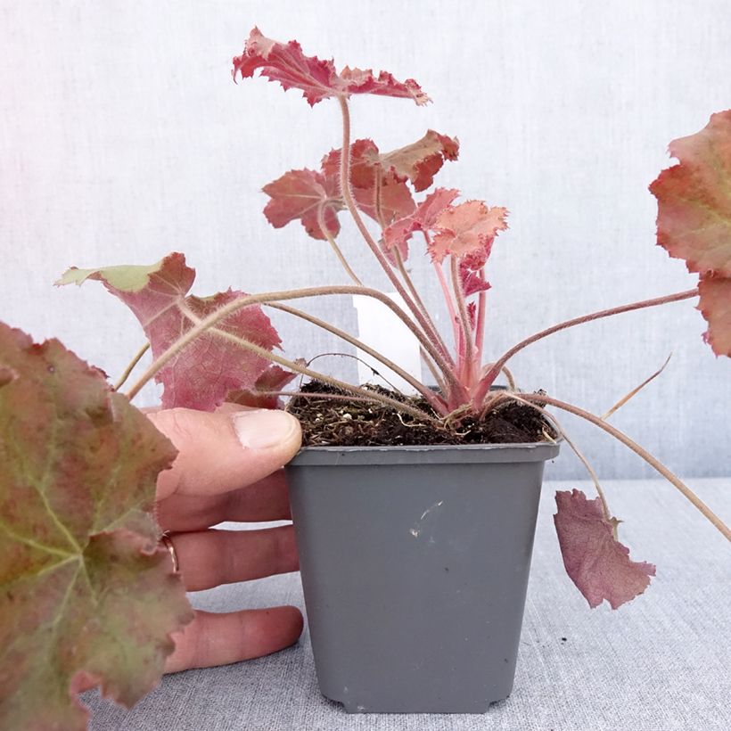 Heuchera Kassandra - Coral Bells 8/9 cm pot sample as delivered in spring