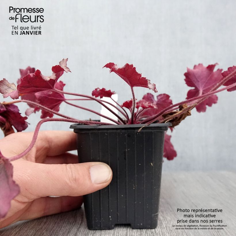 Heuchera hybrida Little Cuties Sugar Berry 8/9 cm pot sample as delivered in winter