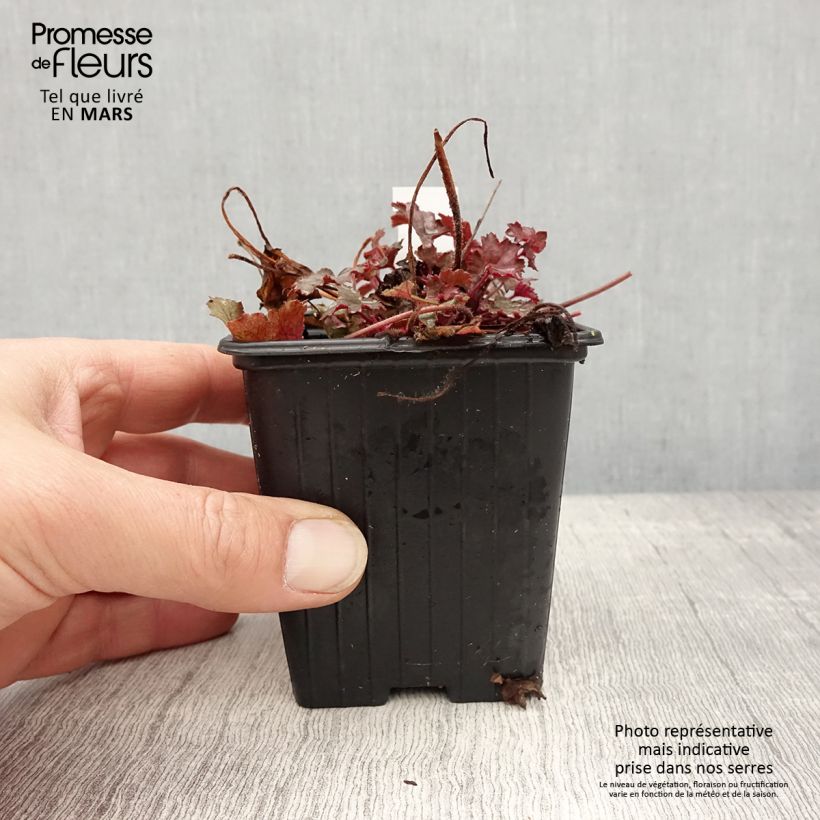 Heuchera hybrida Little Cuties Sugar Berry 8/9 cm pot sample as delivered in spring