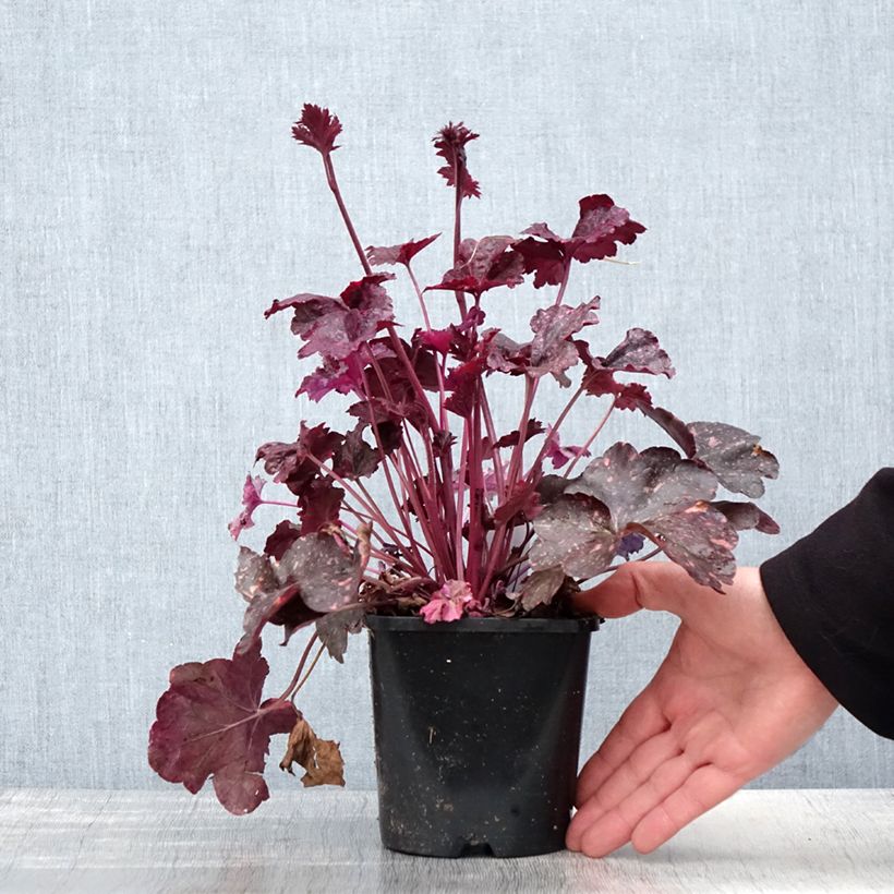 Heuchera Midnight Rose 1.5L/2L pot sample as delivered in spring