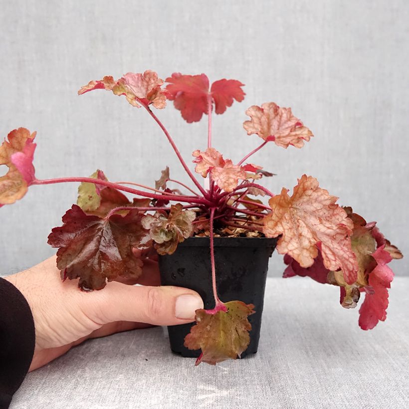 Heuchera Peach Flambé 8/9 cm pot sample as delivered in autumn