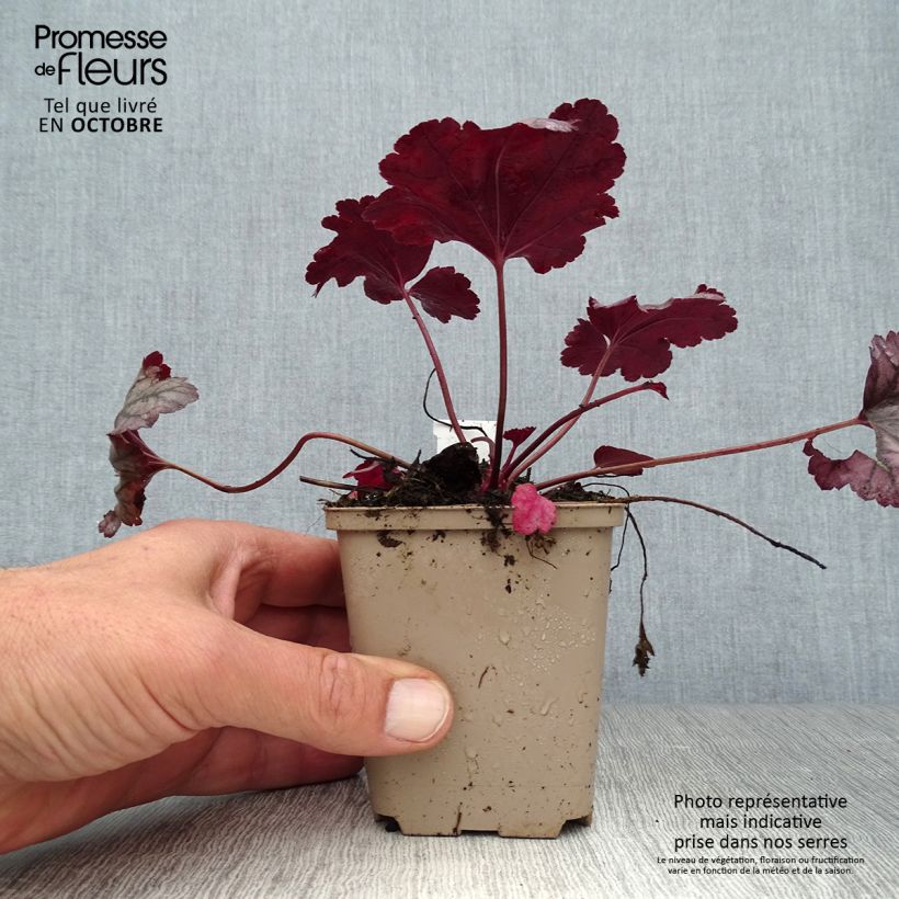Heuchera Plum Royale 8/9 cm pot sample as delivered in autumn