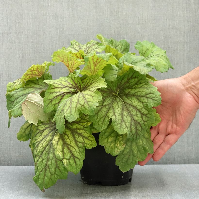 Heuchera Red Lightning 1.5L/2L pot sample as delivered in summer