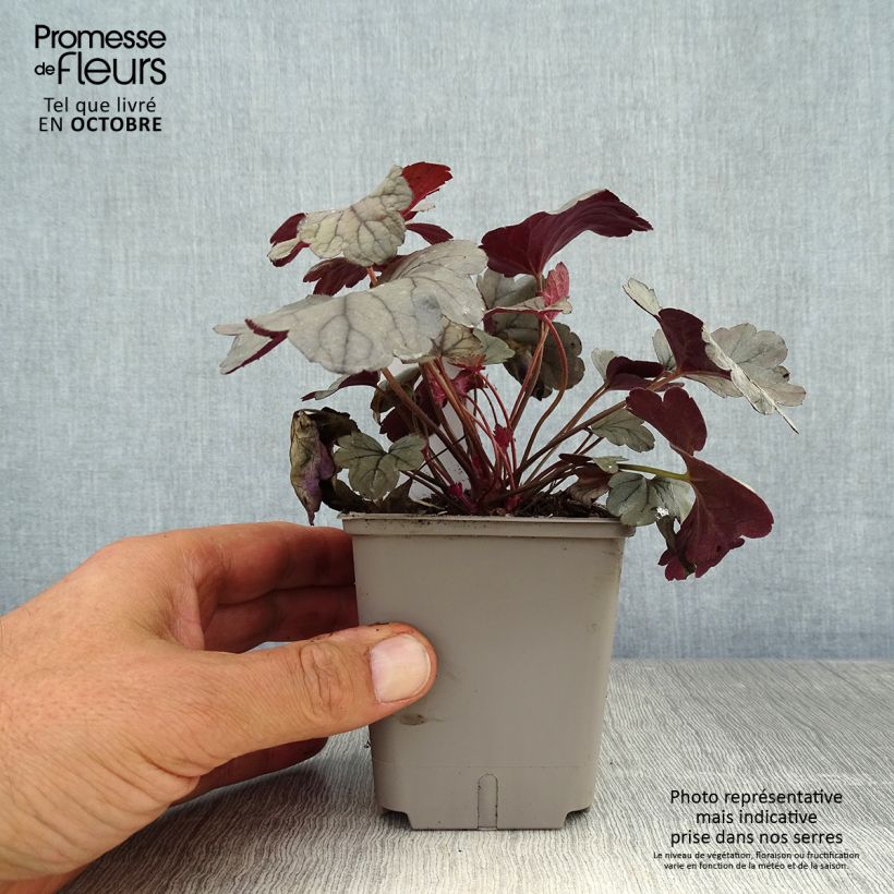Heuchera Silver Gumdrop 8/9 cm pot sample as delivered in autumn