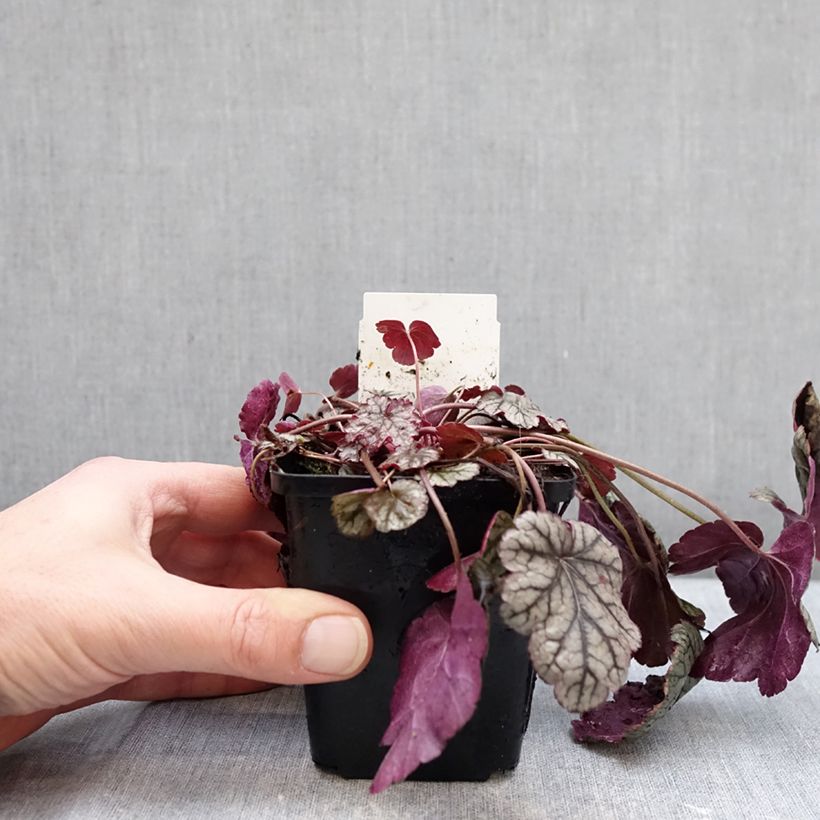 Heuchera Silver Scrolls 8/9 cm pot sample as delivered in winter