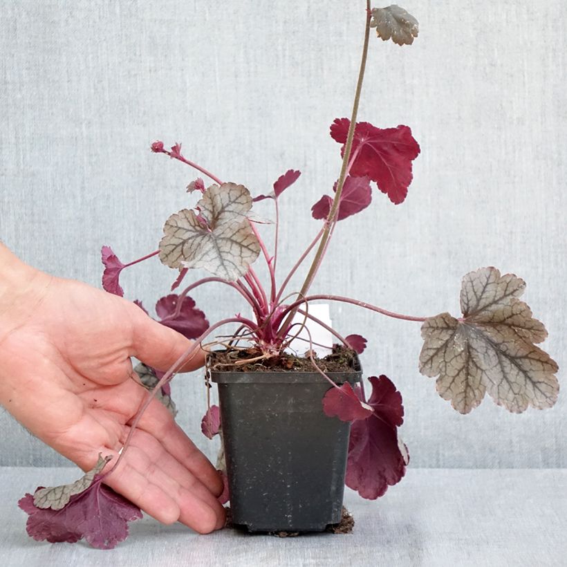 Heuchera Silver Scrolls 8/9 cm pot sample as delivered in spring