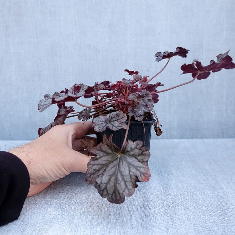 Heuchera Timeless Treasure 8/9 cm pot sample as delivered in autumn