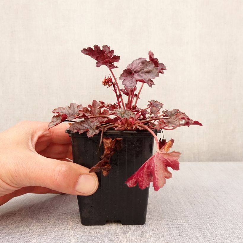 Heuchera Timeless Treasure 8/9 cm pot sample as delivered in spring