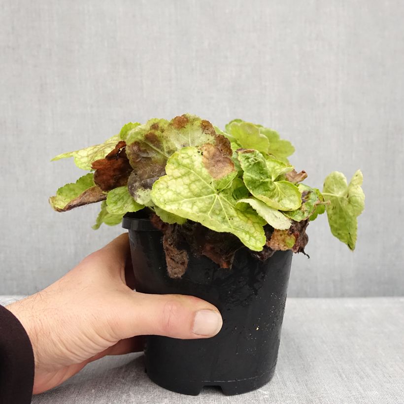 Heuchera Tiramisu 1.5L/2L pot sample as delivered in autumn