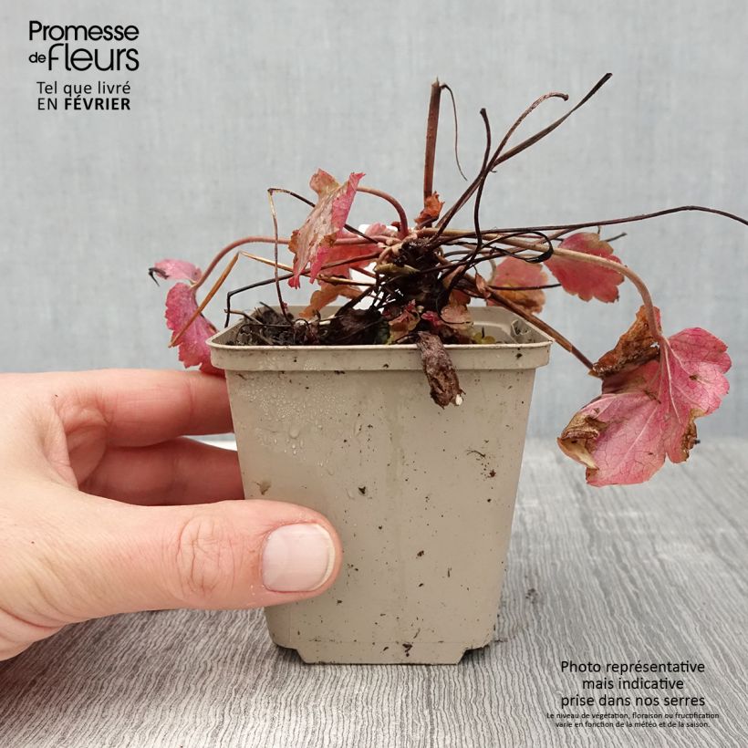 Heuchera Vienna 8/9 cm pot sample as delivered in winter