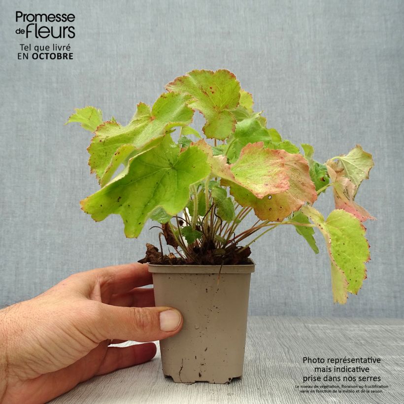 Heuchera villosa var macrorrhiza 8/9 cm pot sample as delivered in autumn