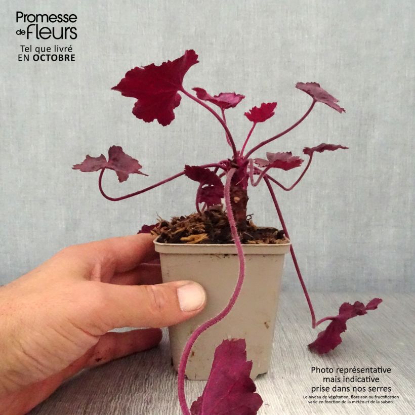 Heuchera villosa Wild Rose 8/9 cm pot sample as delivered in autumn
