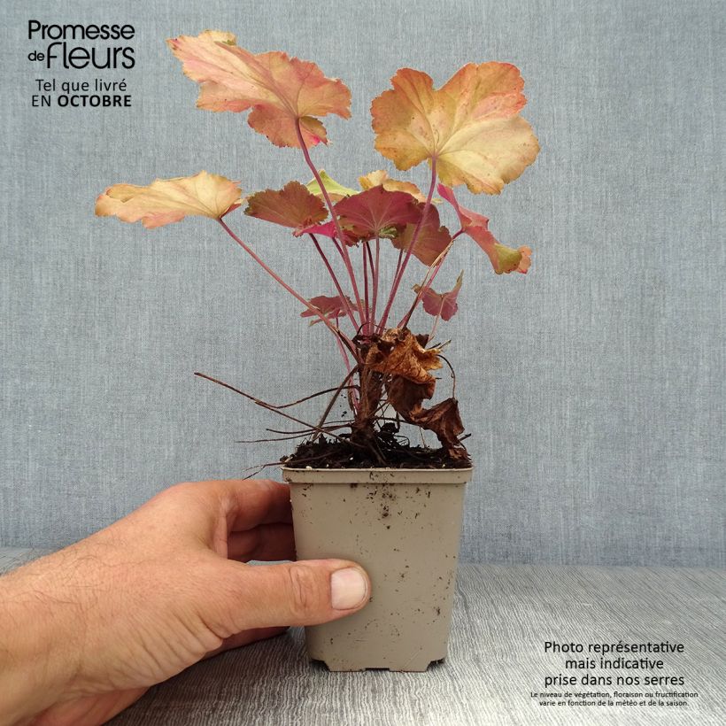 Heuchera villosa Mega Caramel 8/9 cm pot sample as delivered in autumn