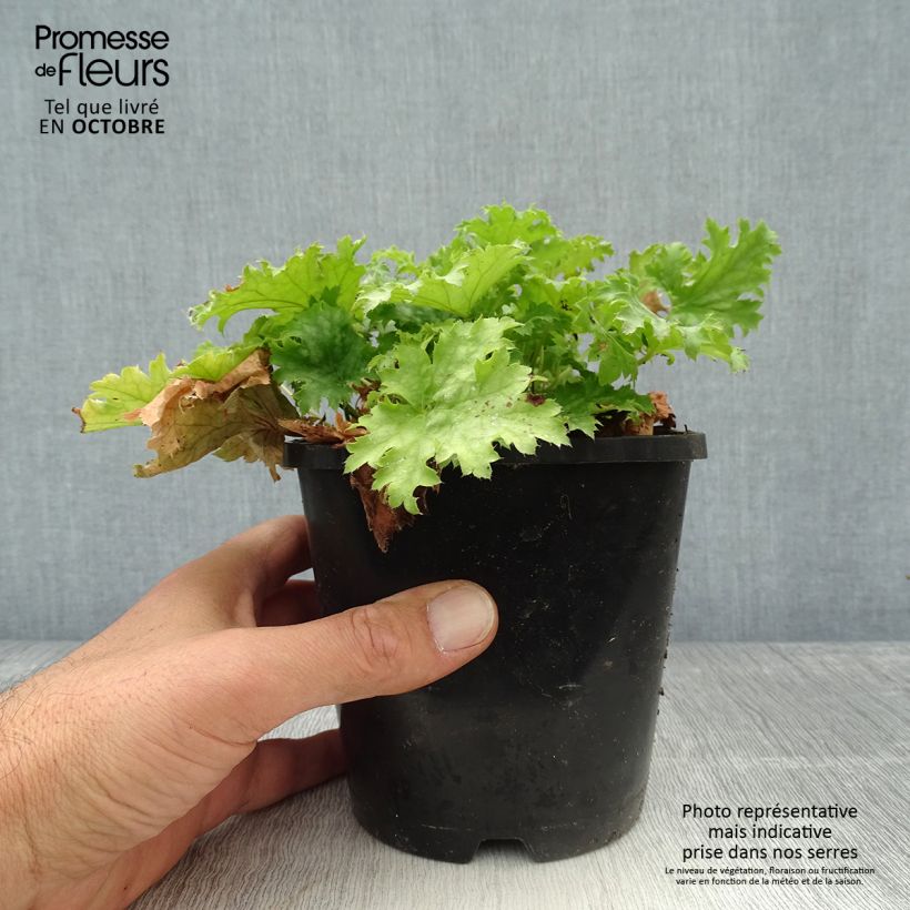 Heuchera hybrida Pear Crisp 1.5L/2L pot sample as delivered in autumn