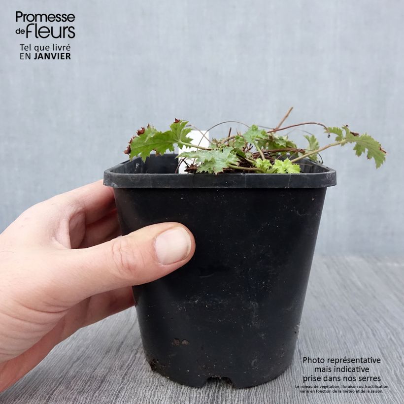 Heuchera hybrida Pear Crisp 1.5L/2L pot sample as delivered in winter