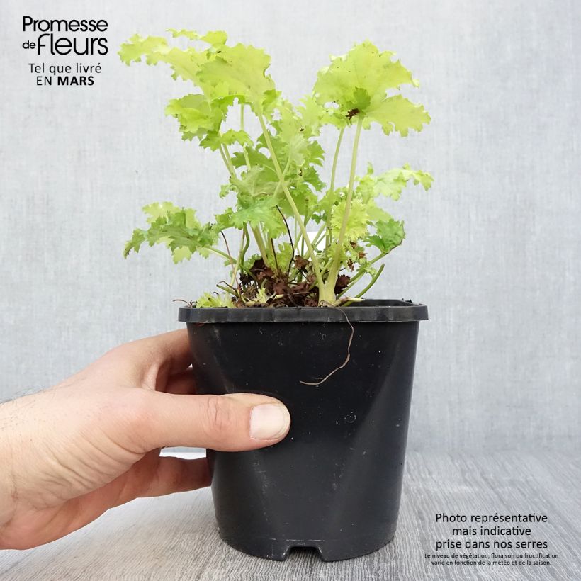 Heuchera hybrida Pear Crisp 1.5L/2L pot sample as delivered in spring