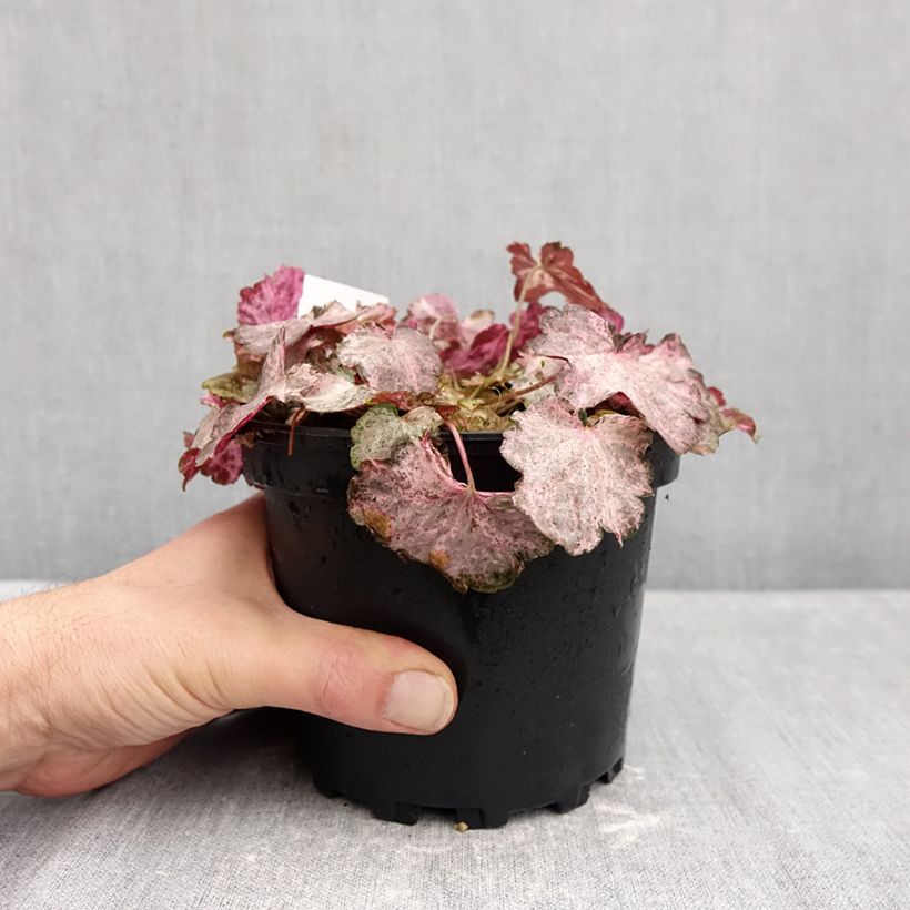 Heuchera Pinky Panky 1.5L/2L pot sample as delivered in autumn