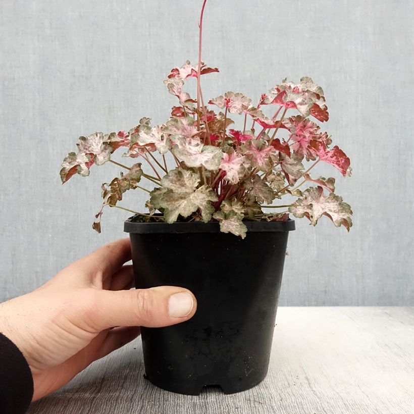 Heuchera Pinky Panky 1.5L/2L pot sample as delivered in spring